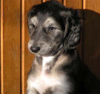 Lapislauzul Gandamak