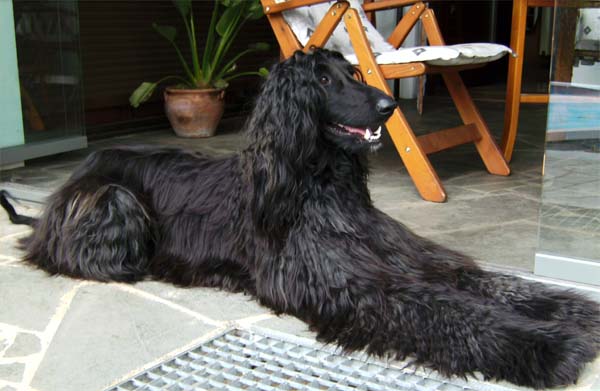 Nat King Cole Gandamak