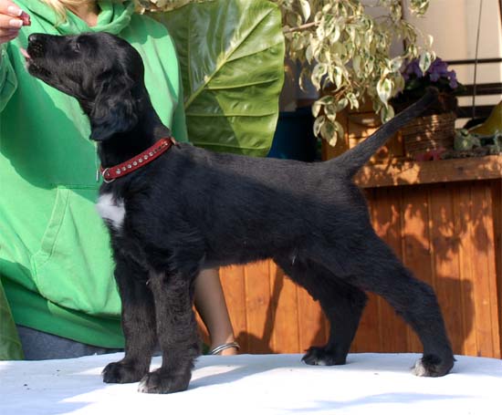 Paul Newmann Gandamak