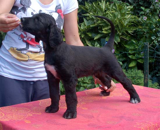 Satar Scraffy Gandamak