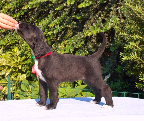 Trilian Mc Millan Gandamak 