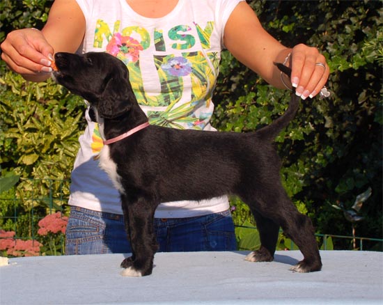 Tracy Chapman Gandamak  