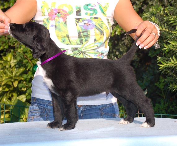 Tiger Woods Gandamak