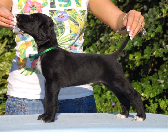 Topas Timothy Gandamak