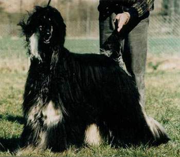 William Shakespeare Gandamak