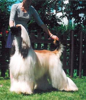 Alphawille's The Big Bang