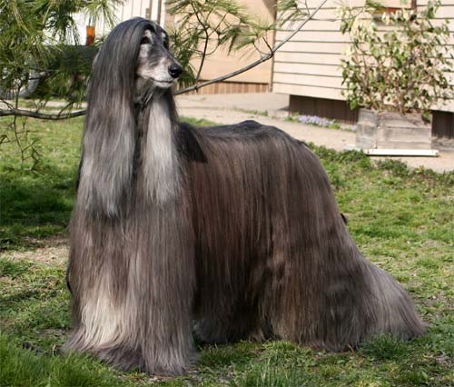 Edie Murphy Gandamak