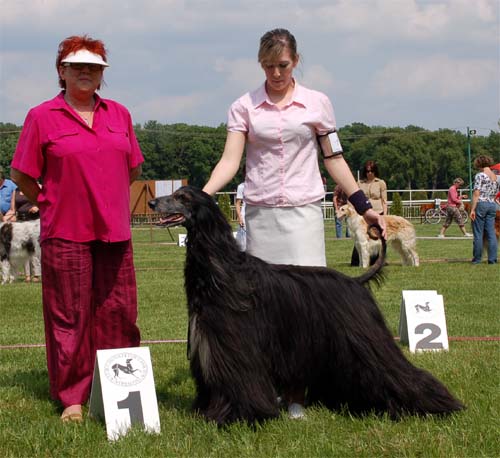 Franco Nero Gandamak - V 1, vet.CAC & Veteran Best in Show