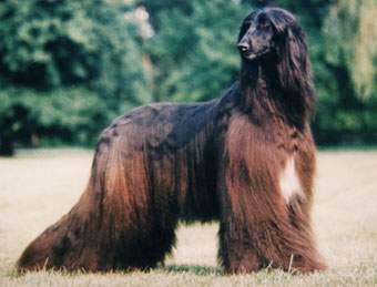 Westend Girl Gandamak