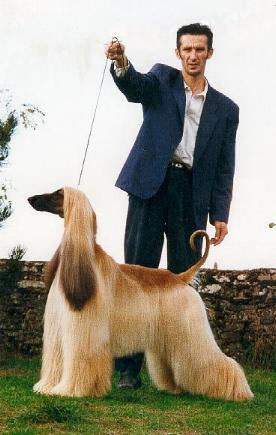 Glorieuse intrigue du Menuel Galopin