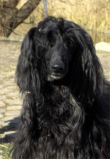 Honky Tonky Gandamak