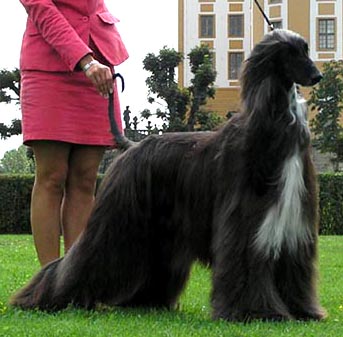 Jennies Joplin Gandamak