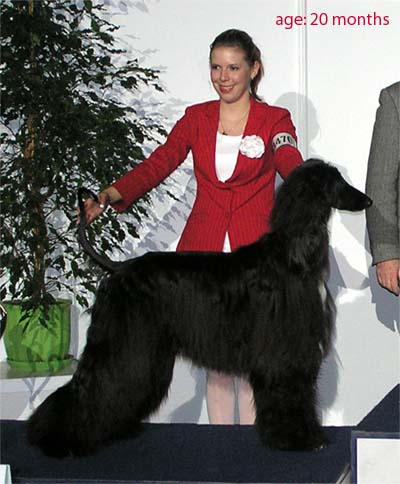 Ch. Jennies Joplin Gandamak