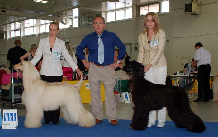 Marcus Aurelius Gandamak - V 1, CAC, res.CACIB