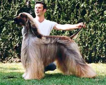 Mario Boss Du Menuel Galopin