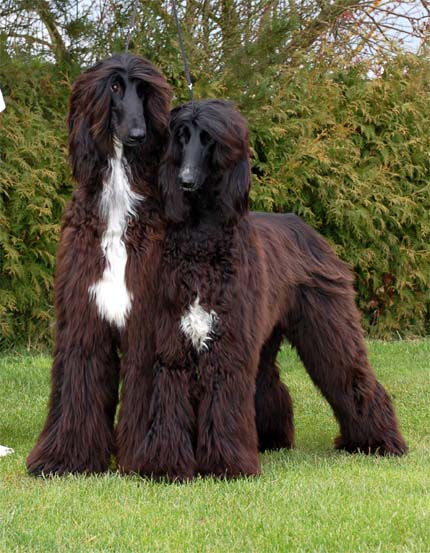 Orlando + Olivia Gandamak