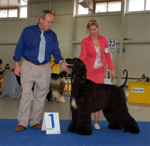 Ozzy Osbourne Gandamak - V 1, CAJC