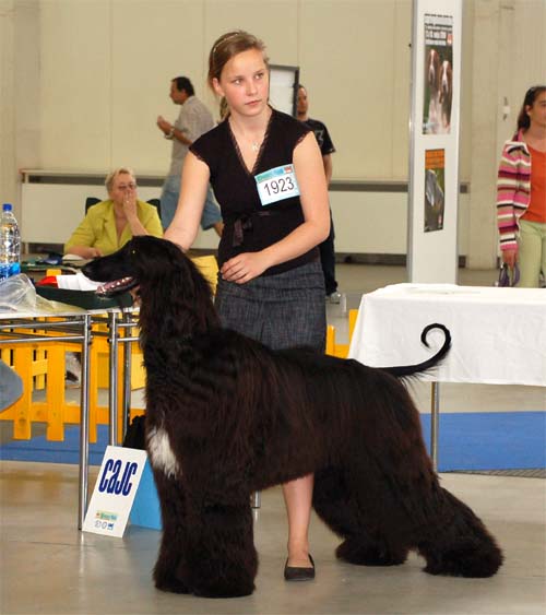 Ozzy Osbourne Gandamak - V 1, CAJC