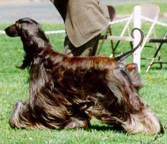 Boxadan Double Trouble