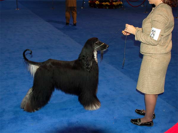 champion class males