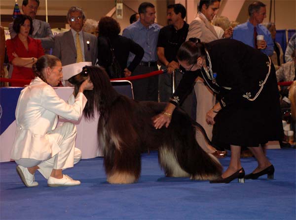 Males Champion class