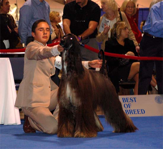 Males Champion class