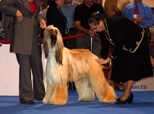 Males Champion class