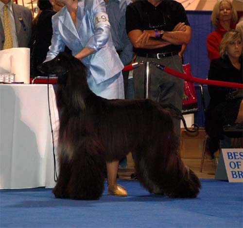 Males Champion class