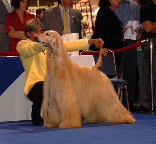 Males Champion class