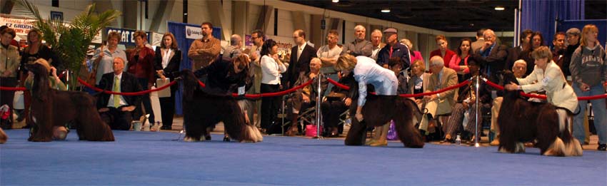 Males Champion class