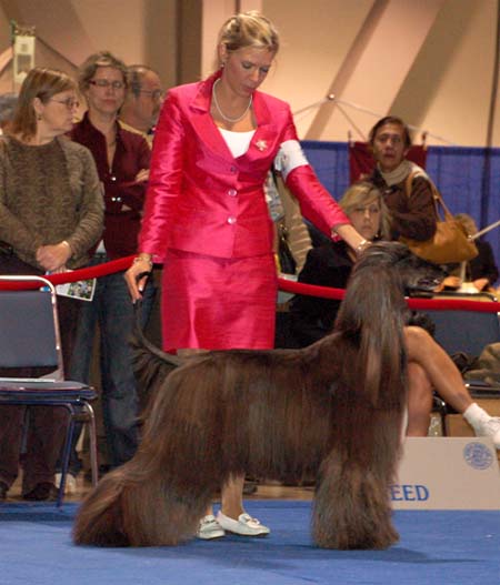 Females Champion class