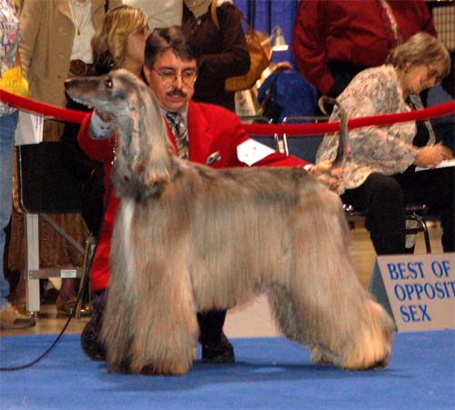 Females Champion class