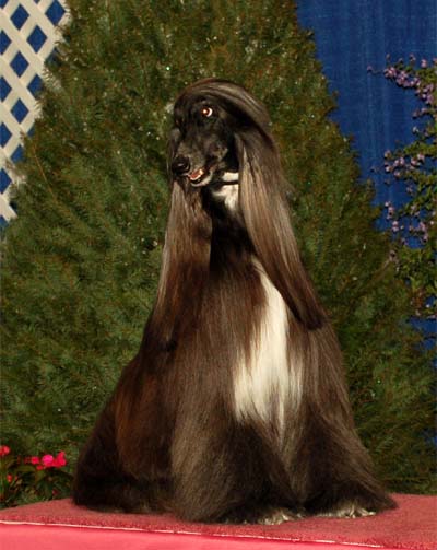 Eukanuba World Challenge 2.December 2007