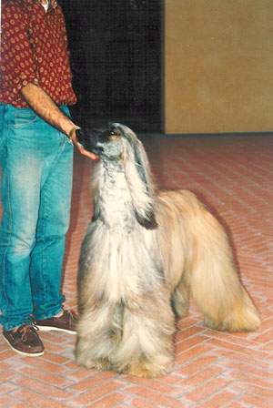 Boxadan Don't Wonder Why